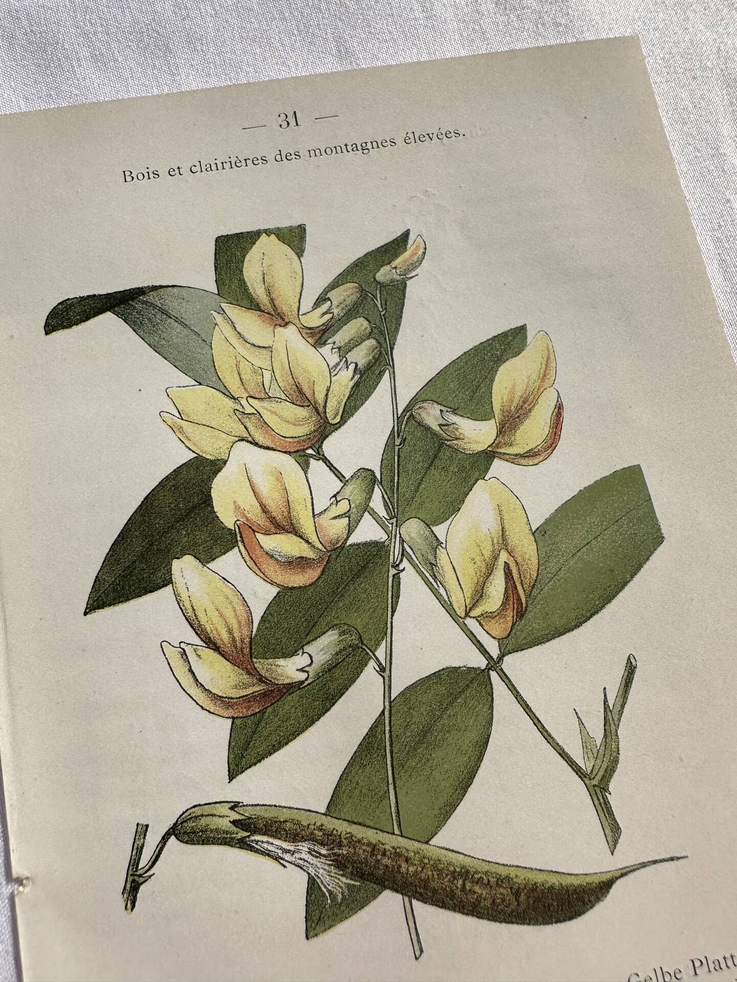 Botanical engraving French flower lithograph naturalist plate 19th century