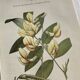 Botanical engraving French flower lithograph naturalist plate 19th century