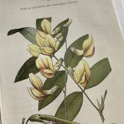 Botanical engraving French flower lithograph naturalist plate 19th century