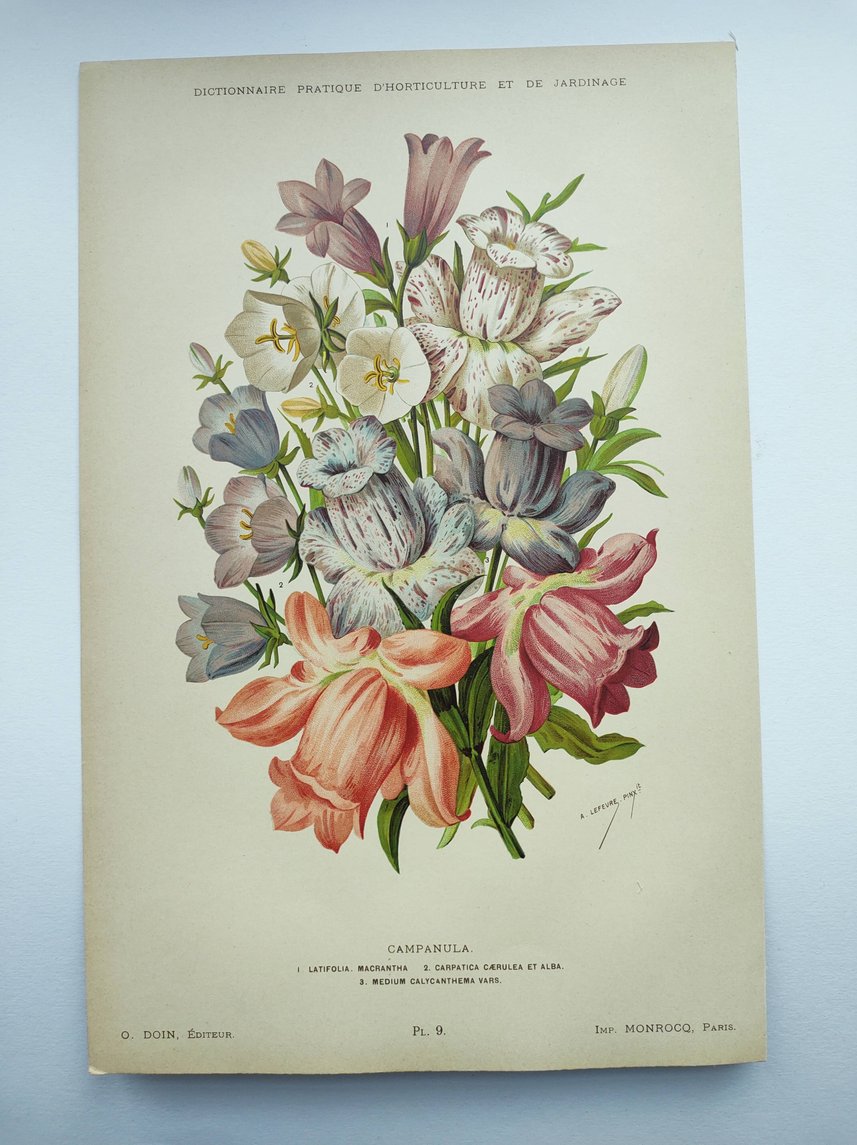 Lithographie botanique de 1897 - Campanule - Planche originale . Gravure ancienne florale de jardin