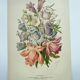 Lithographie botanique de 1897 - Campanule - Planche originale . Gravure ancienne florale de jardin