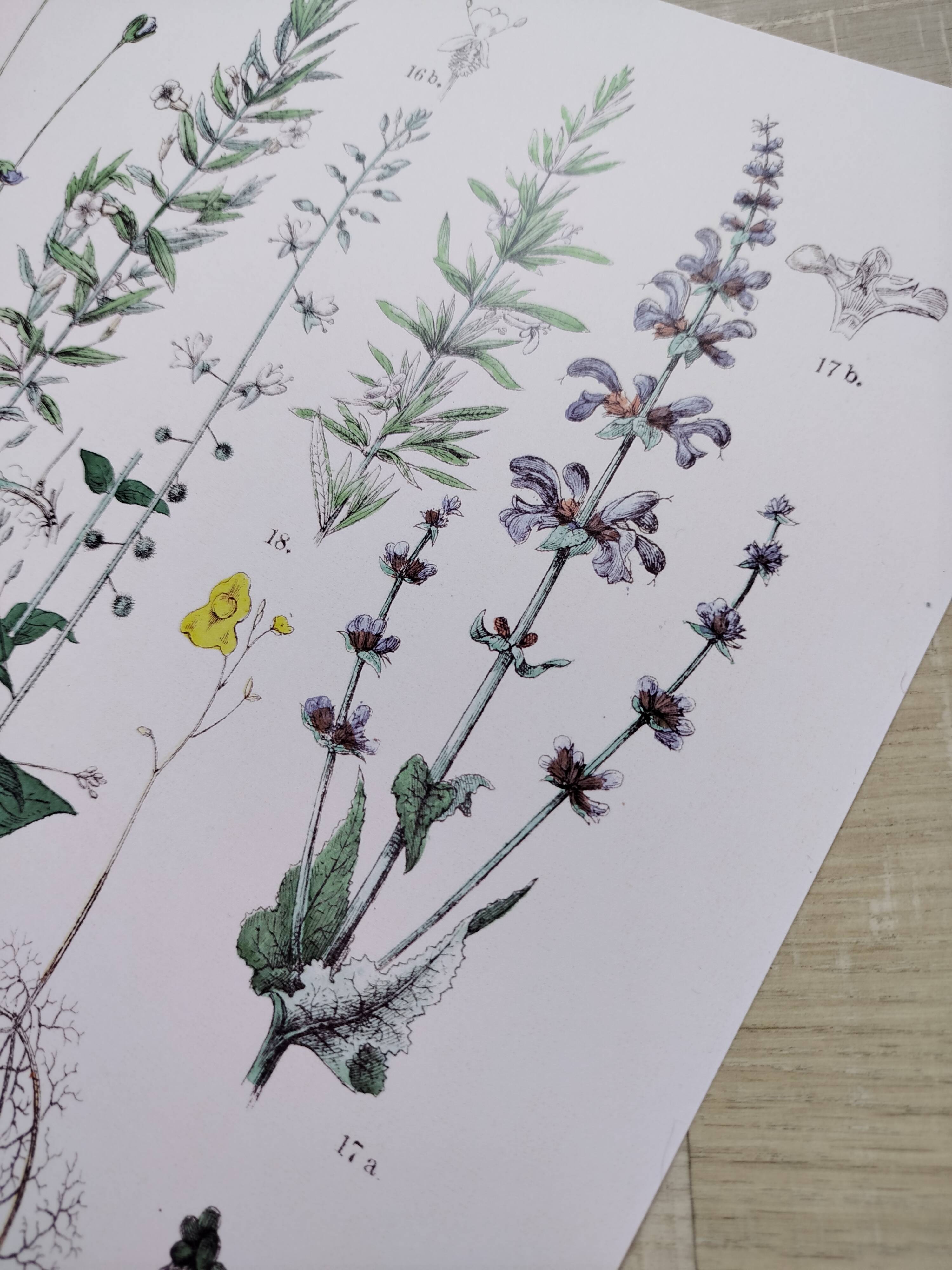 Affiche sur les plantes d'après une gravure de 1881 "romarin"