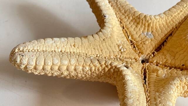 Vintage starfish