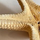 Vintage starfish