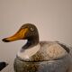 Old ceramic duck signed Caugant