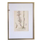 Botany under the Limodore frame