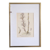 Botany under the Limodore frame