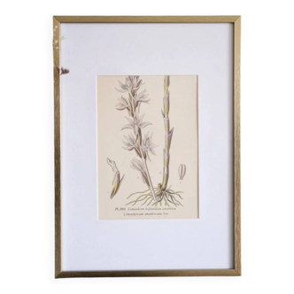 Botany under the Limodore frame