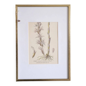 Botany under the Limodore frame