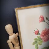 Lithograph Turbiné rose without thorns frame