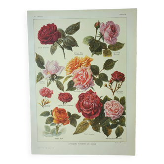 Gravure ancienne 1922, Roses, variétés, fleurs, jardin • Lithographie, Planche originale