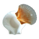 Ceramic shell 1960
