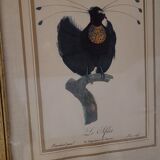 Bird engraving