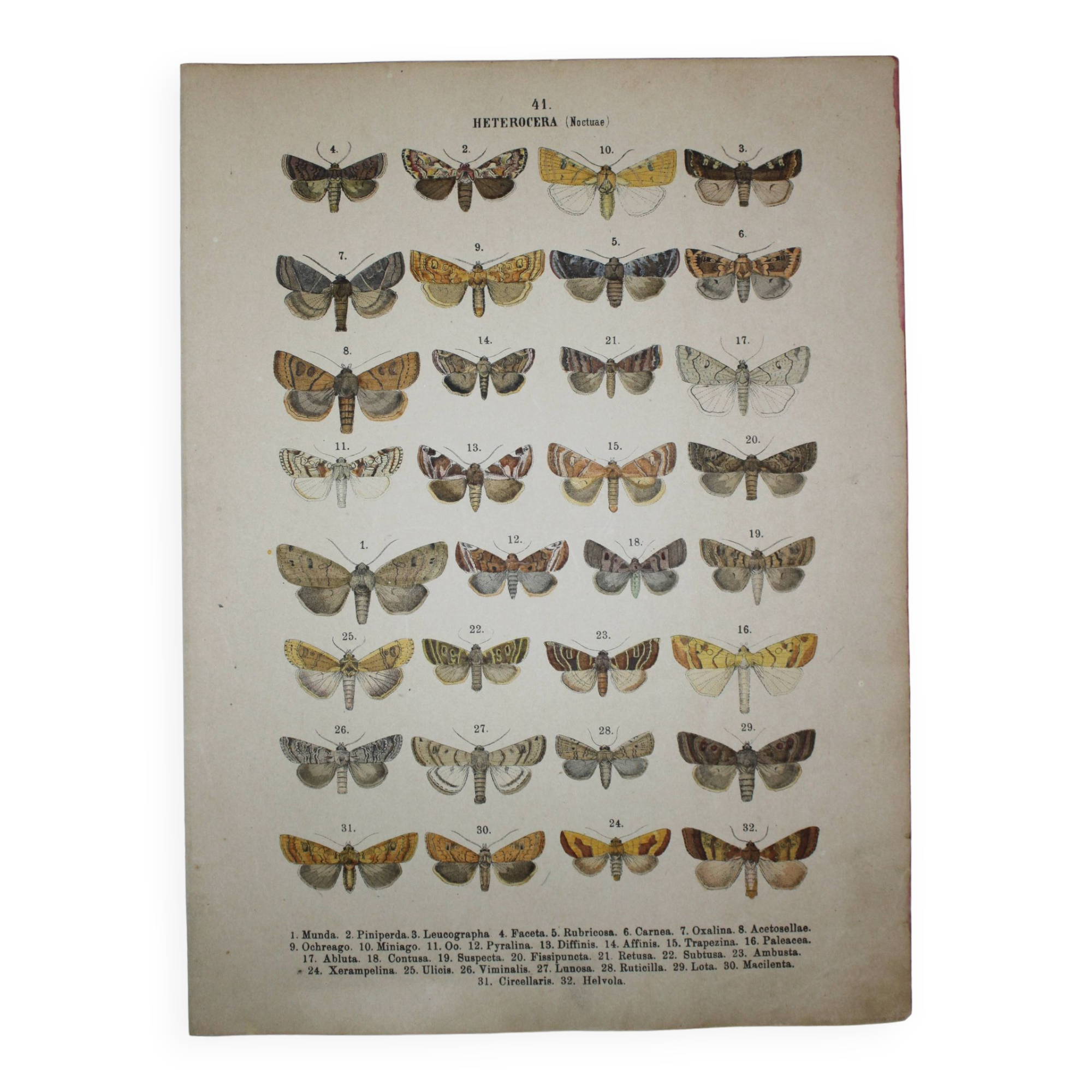 Old engraving of Butterflies - Lithograph from 1887 - Munda - Original illustration