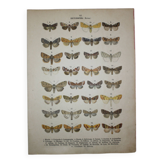 Gravure ancienne de Papillons - Lithographie de 1887 - Munda - Illustration originale