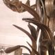 Late 19th century gilt bronze fleur-de-lis chandelier