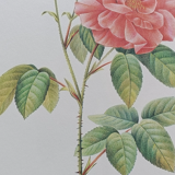 Botanical silkscreen printing