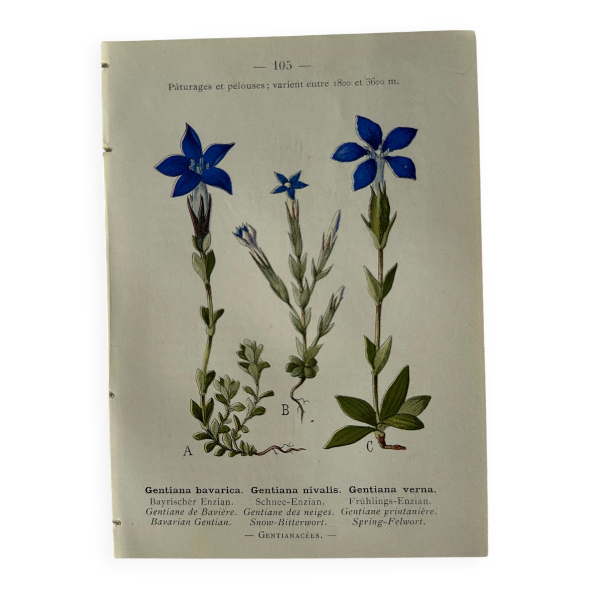 Naturalist Plate – 19th Century Botanical Engraving, Double-Sided