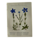 Naturalist Plate – 19th Century Botanical Engraving, Double-Sided