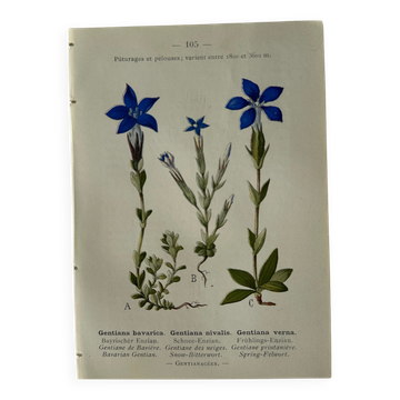 Naturalist Plate – 19th Century Botanical Engraving, Double-Sided