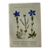 Naturalist Plate – 19th Century Botanical Engraving, Double-Sided