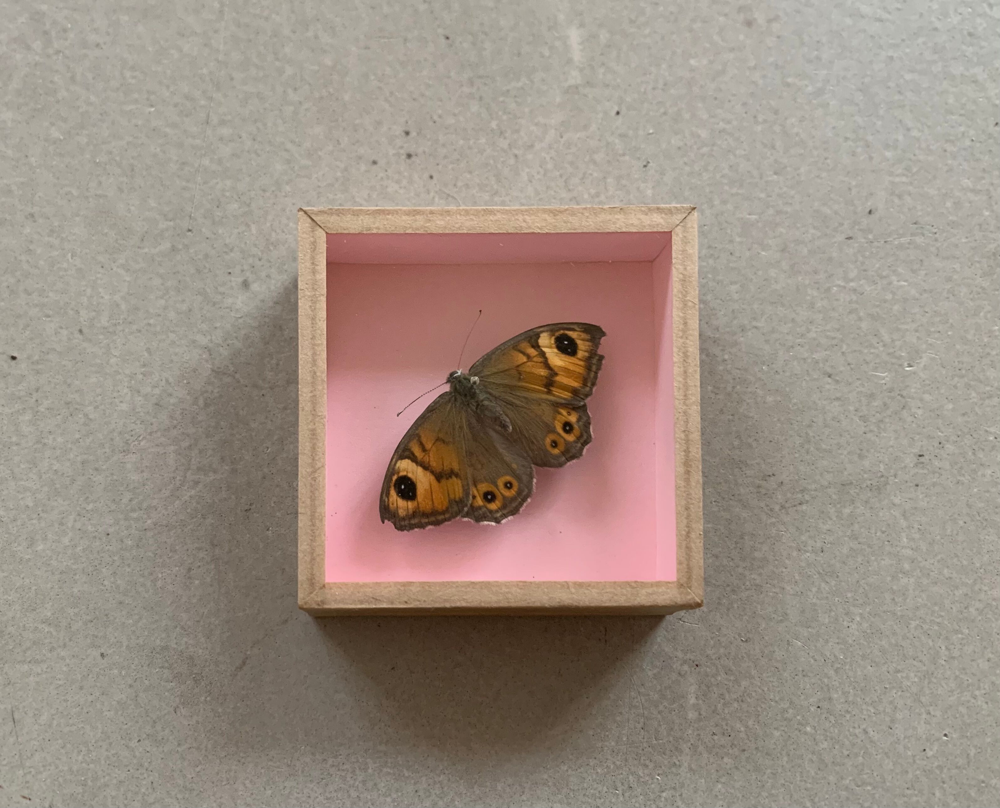 Butterfly naturalized under glass