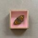 Butterfly naturalized under glass
