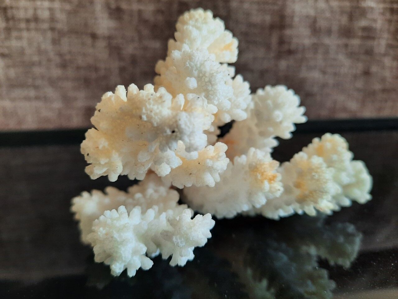 Ancient coral