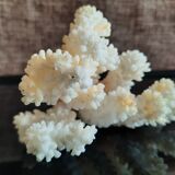 Ancient coral