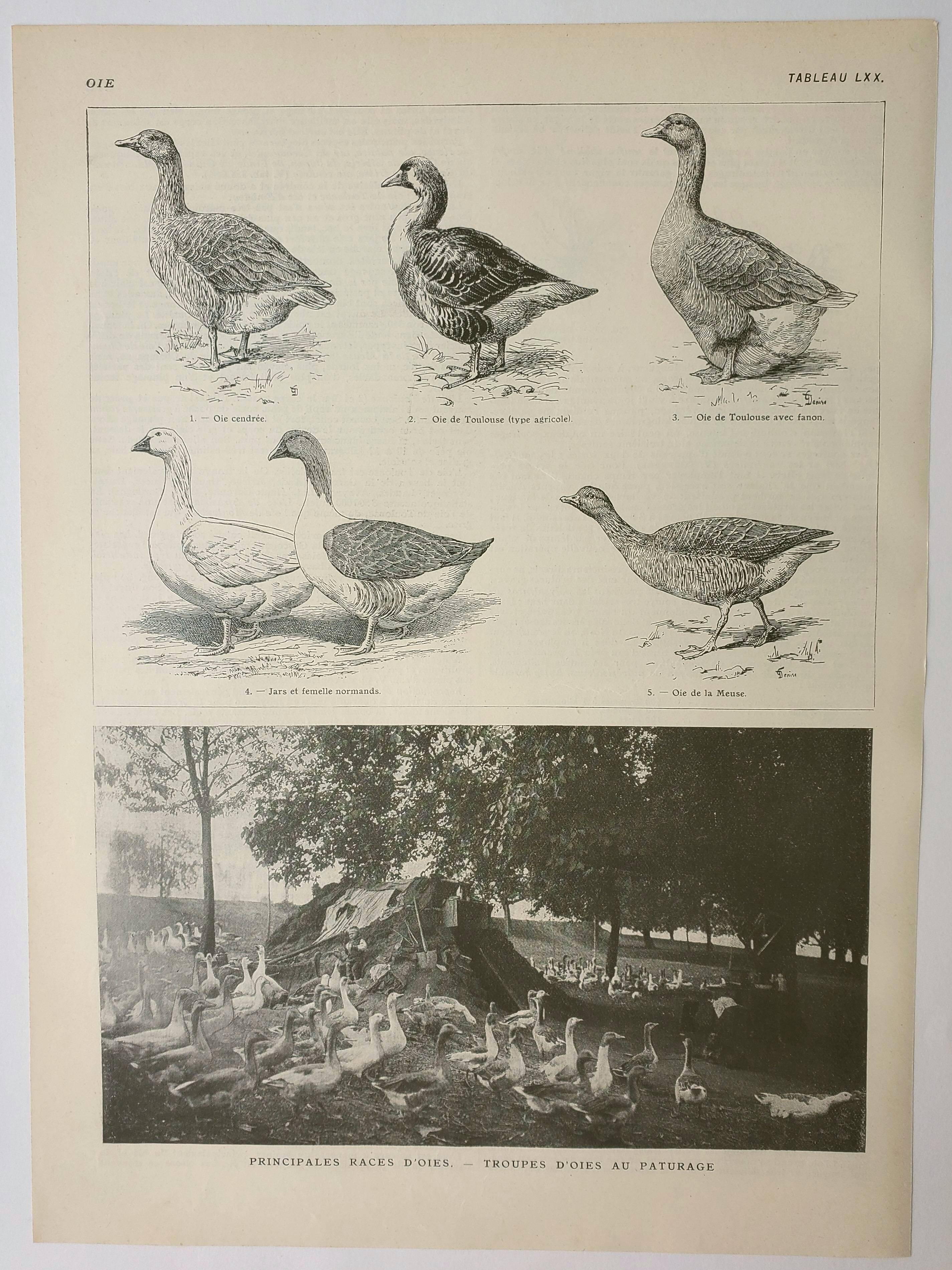Antique engraving 1922, Goose, Gander, breeds, pasture, farm • Lithograph, original illustration