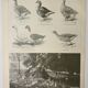 Antique engraving 1922, Goose, Gander, breeds, pasture, farm • Lithograph, original illustration