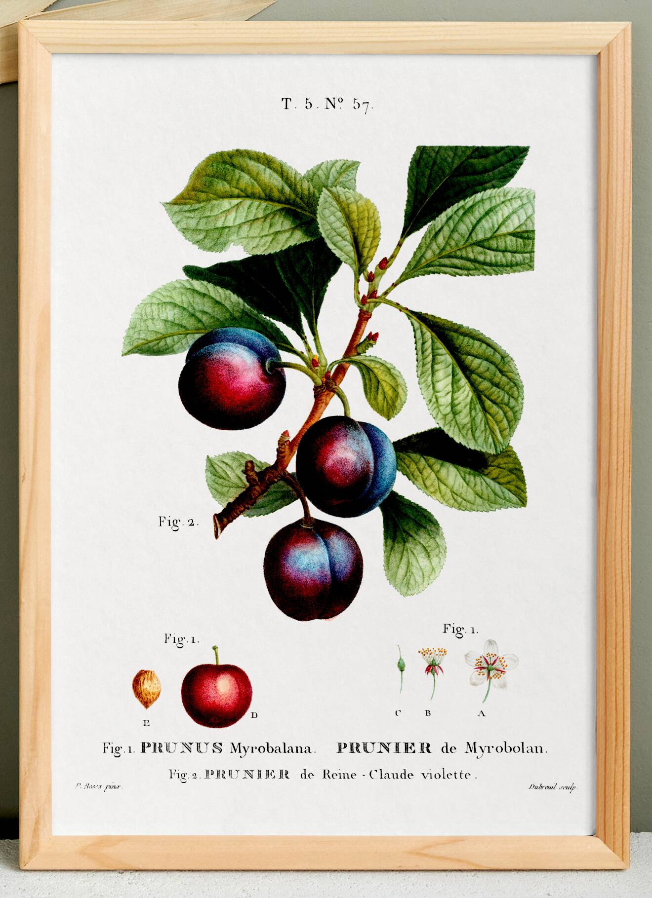 Poster on the plum tree, based on an old engraving from 1802.