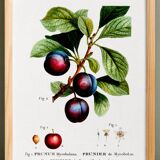 Poster on the plum tree, based on an old engraving from 1802.