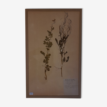 Herbier 19eme