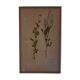 Herbarium 19th
