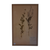 Herbarium 19th