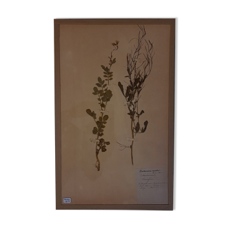 Herbier 19eme