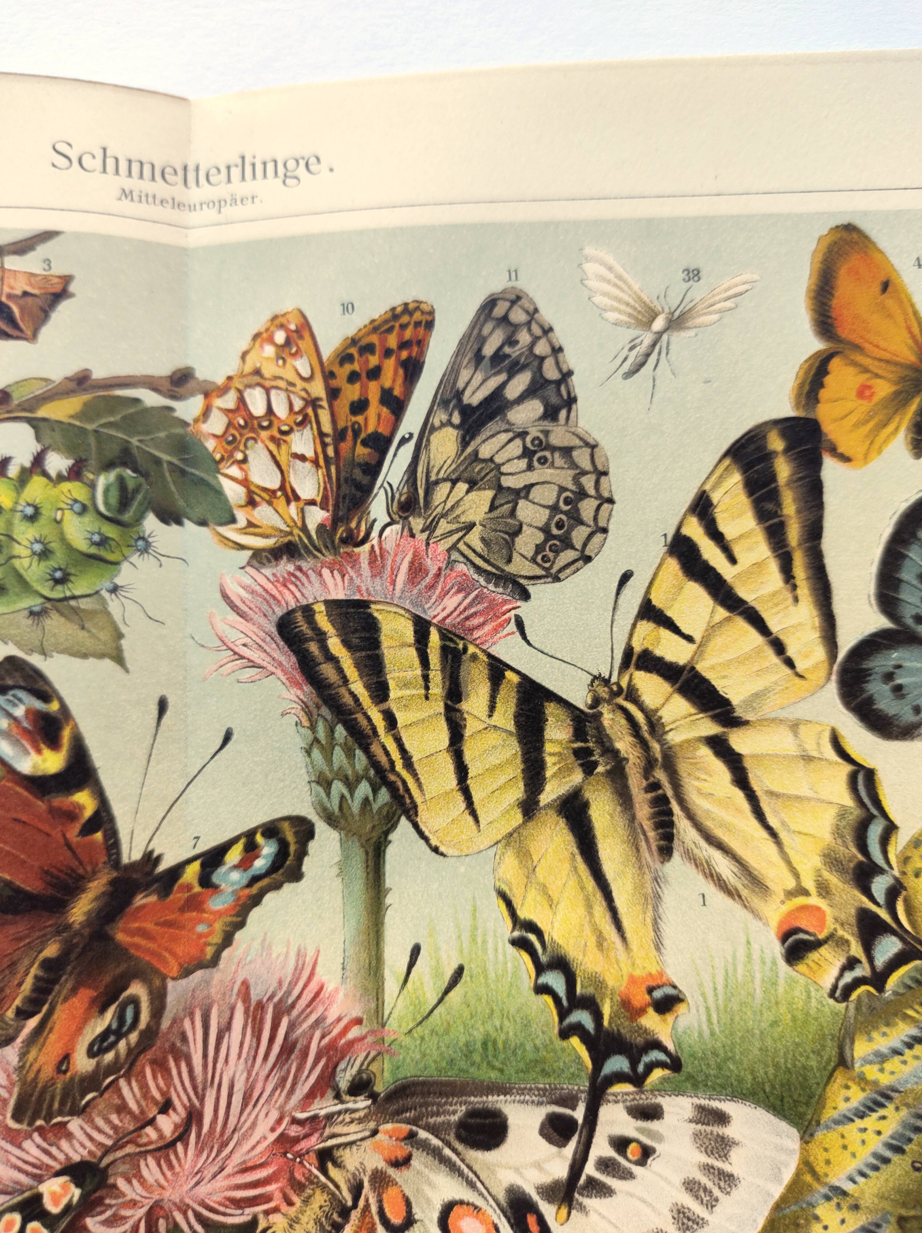 Plate from 1909 - Butterfly - Old entomological poster from 1909