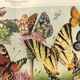 Plate from 1909 - Butterfly - Old entomological poster from 1909