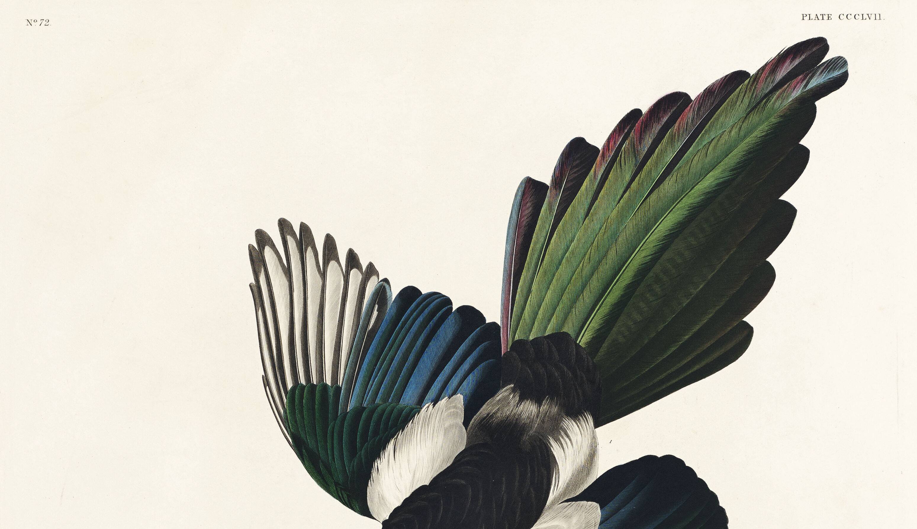 Poster about the American Magpie, based on an old engraving from 1827.