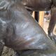 Bronze by Léon BUREAU 1866/1906