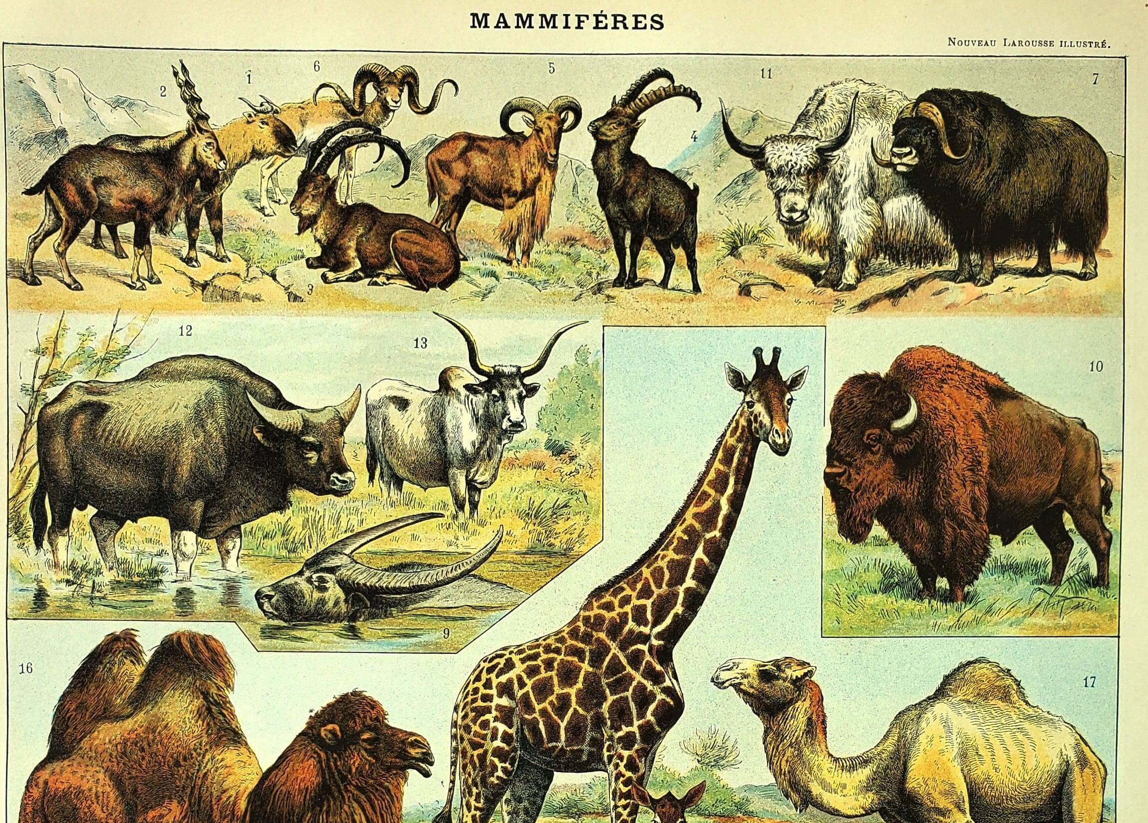 Antique engraving 1897 A. Millot - Mammals 3, animals, zoology