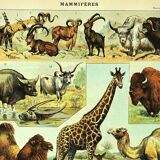 Antique engraving 1897 A. Millot - Mammals 3, animals, zoology