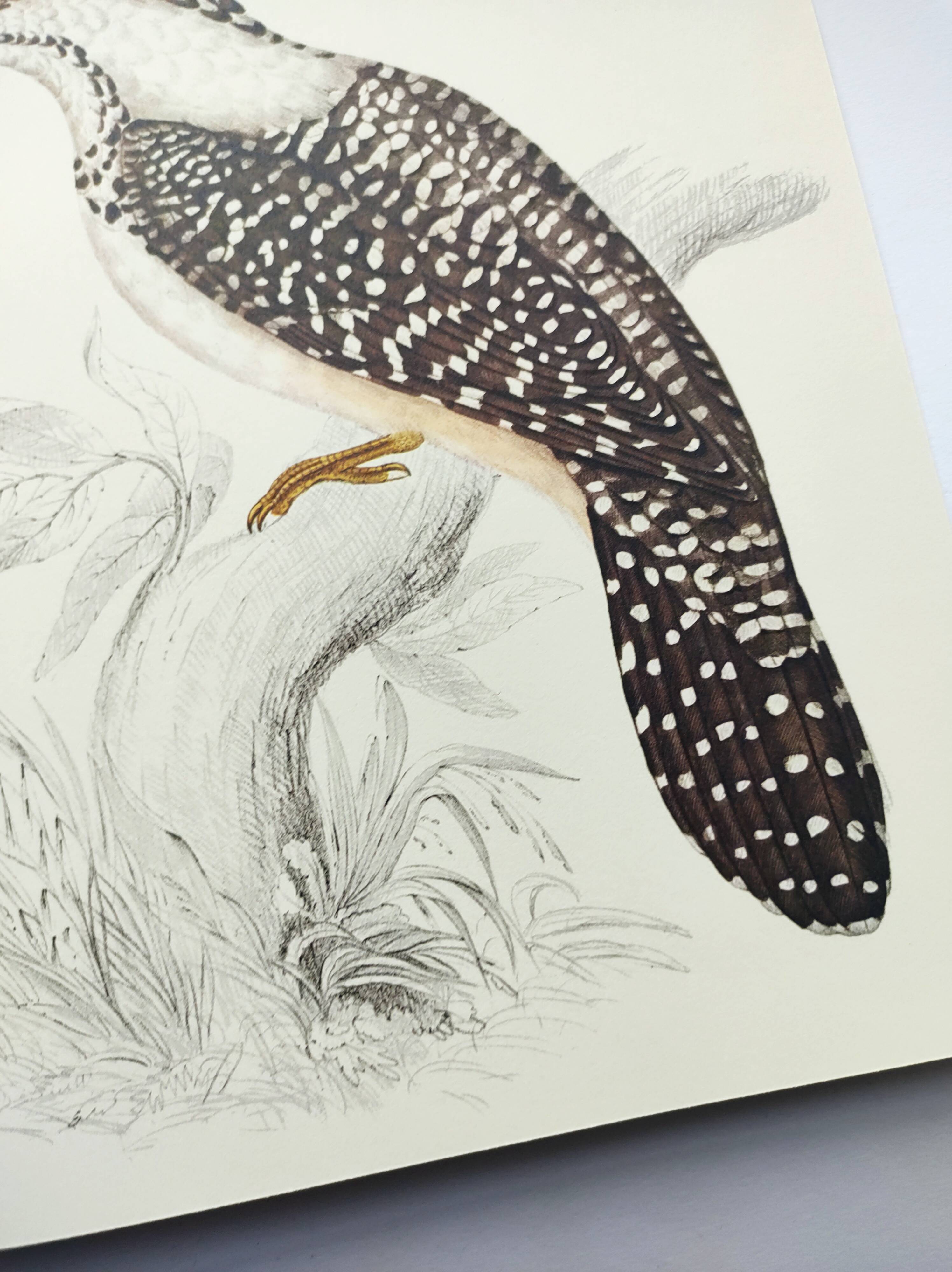 Antique plate - Kingfisher - bird and nature, Vintage 1970