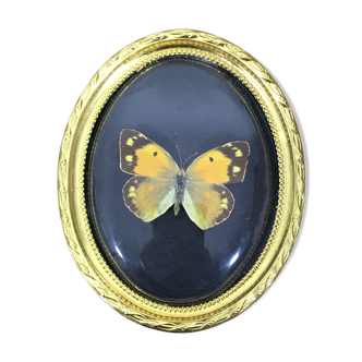 Frame Butterfly bomb