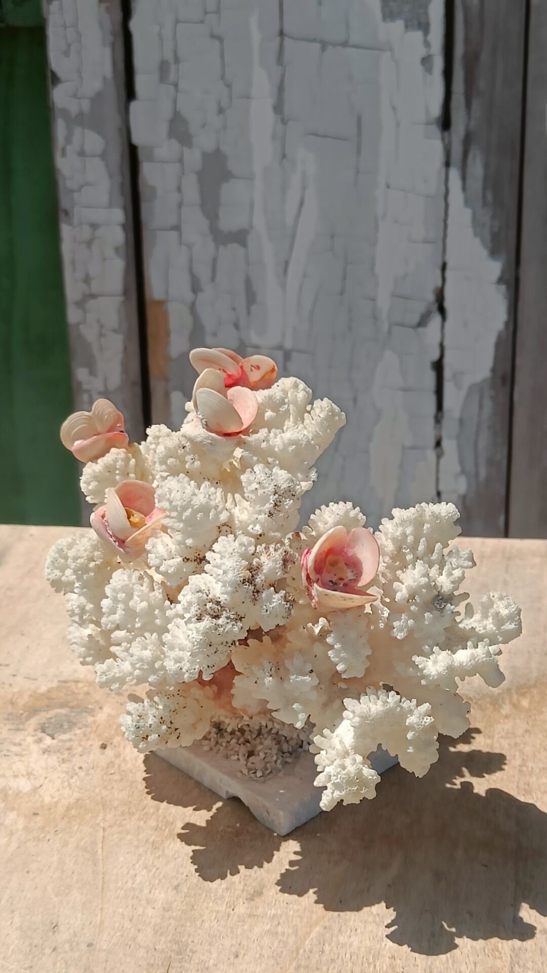 White coral tree with shell