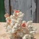 White coral tree with shell