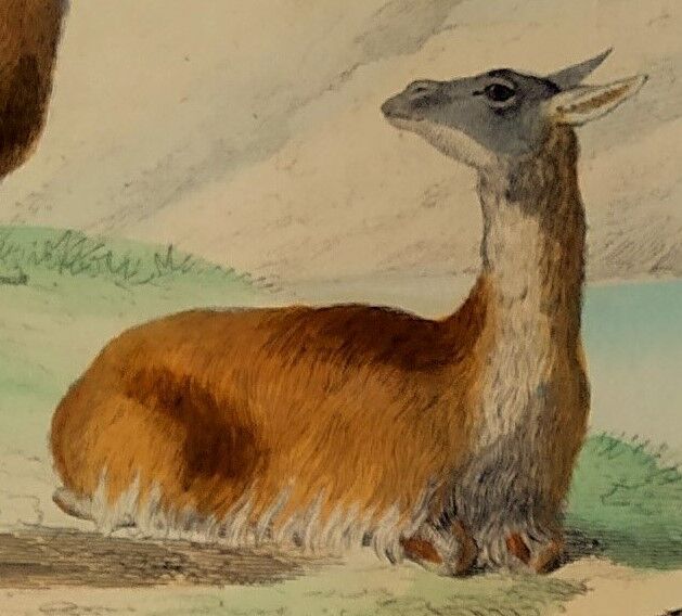 Original zoological plank "Lama - Vigogne - Zebra" Buffon 1848