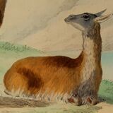Original zoological plank "Lama - Vigogne - Zebra" Buffon 1848