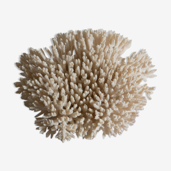 Ancient coral 23 cm